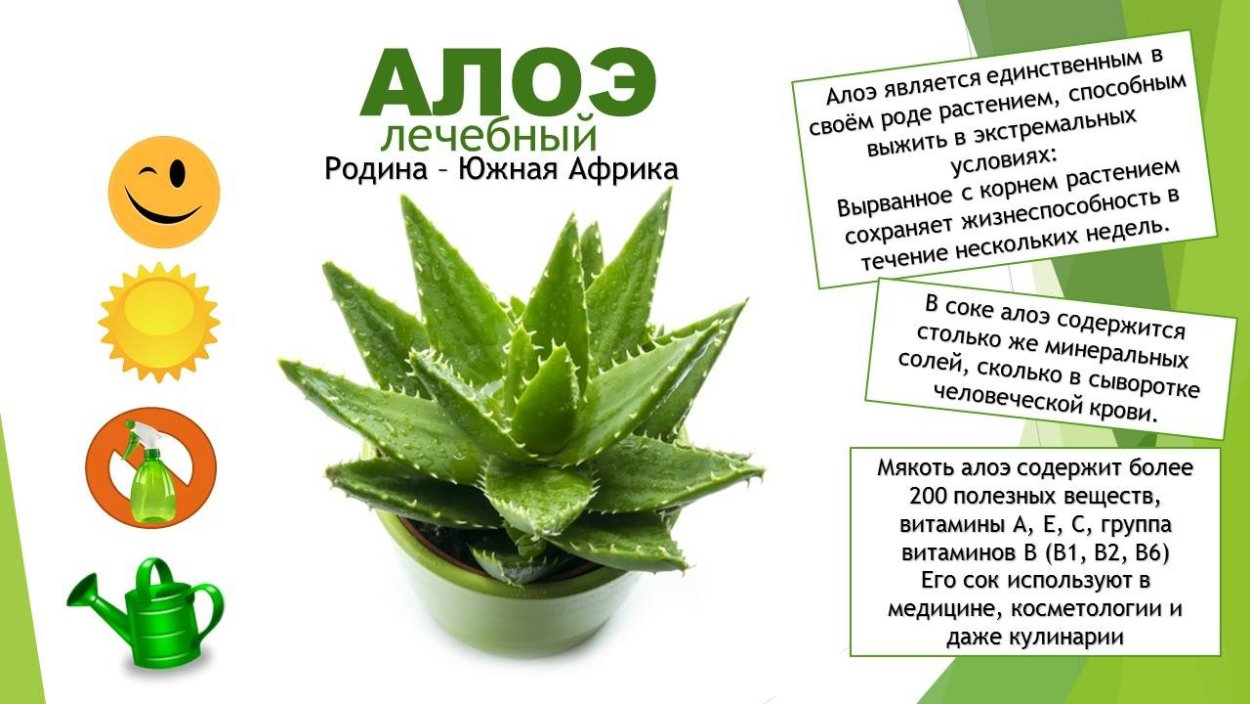 Алоэ паспорт растения для детского сада