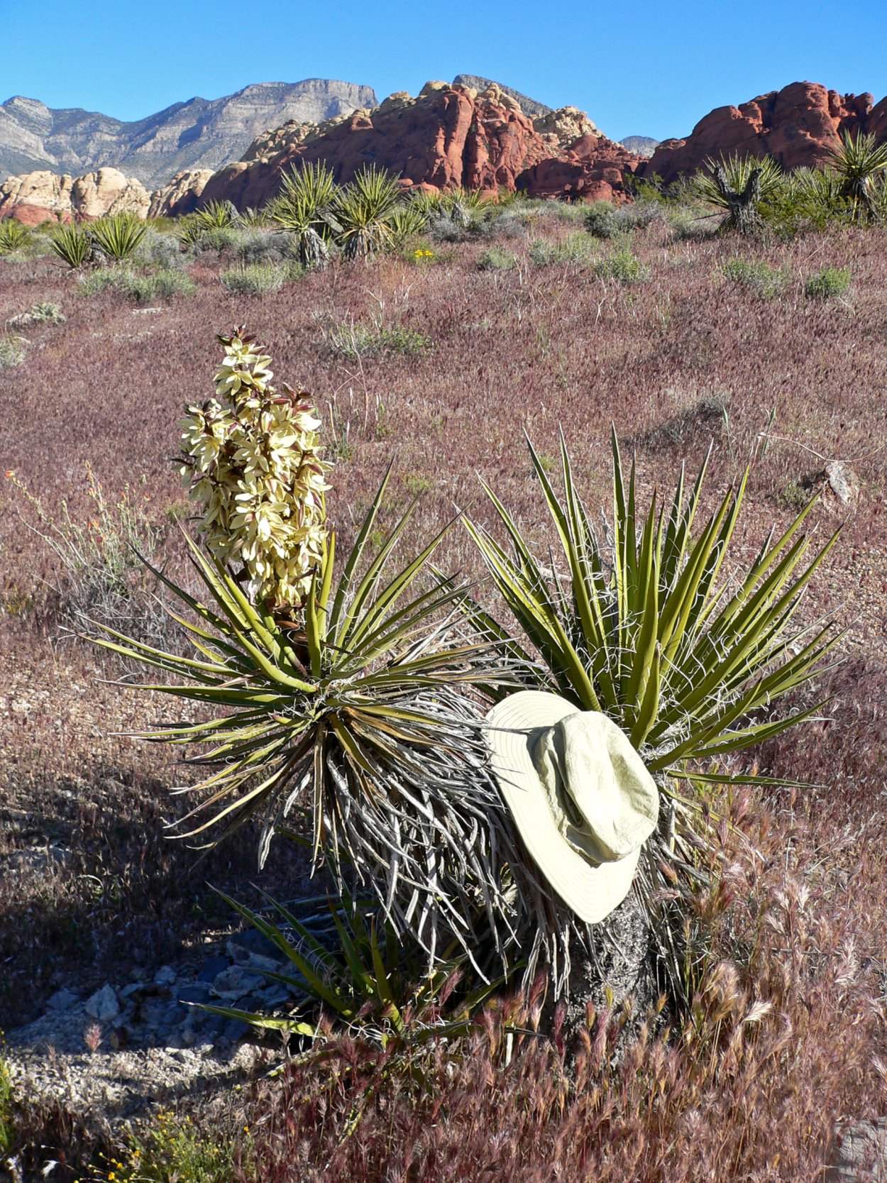 Юкка Шидигера