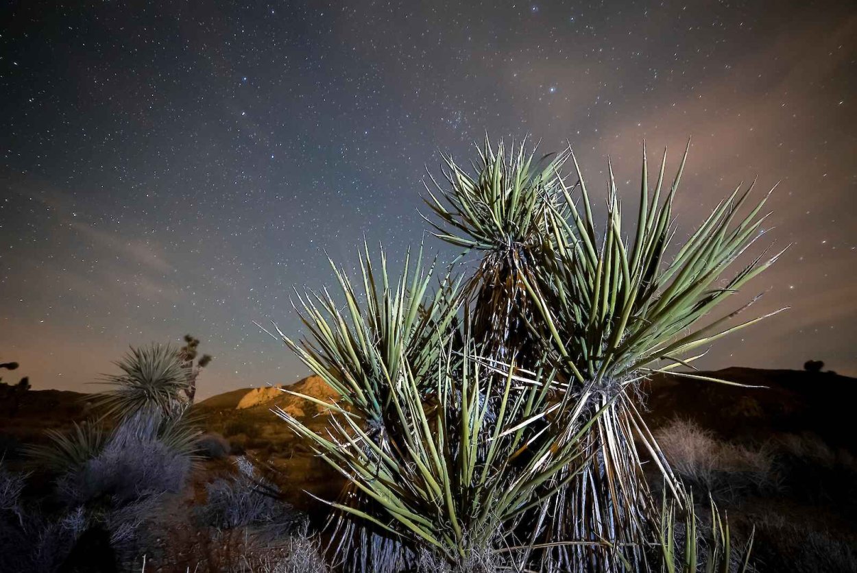 Mojave Yucca