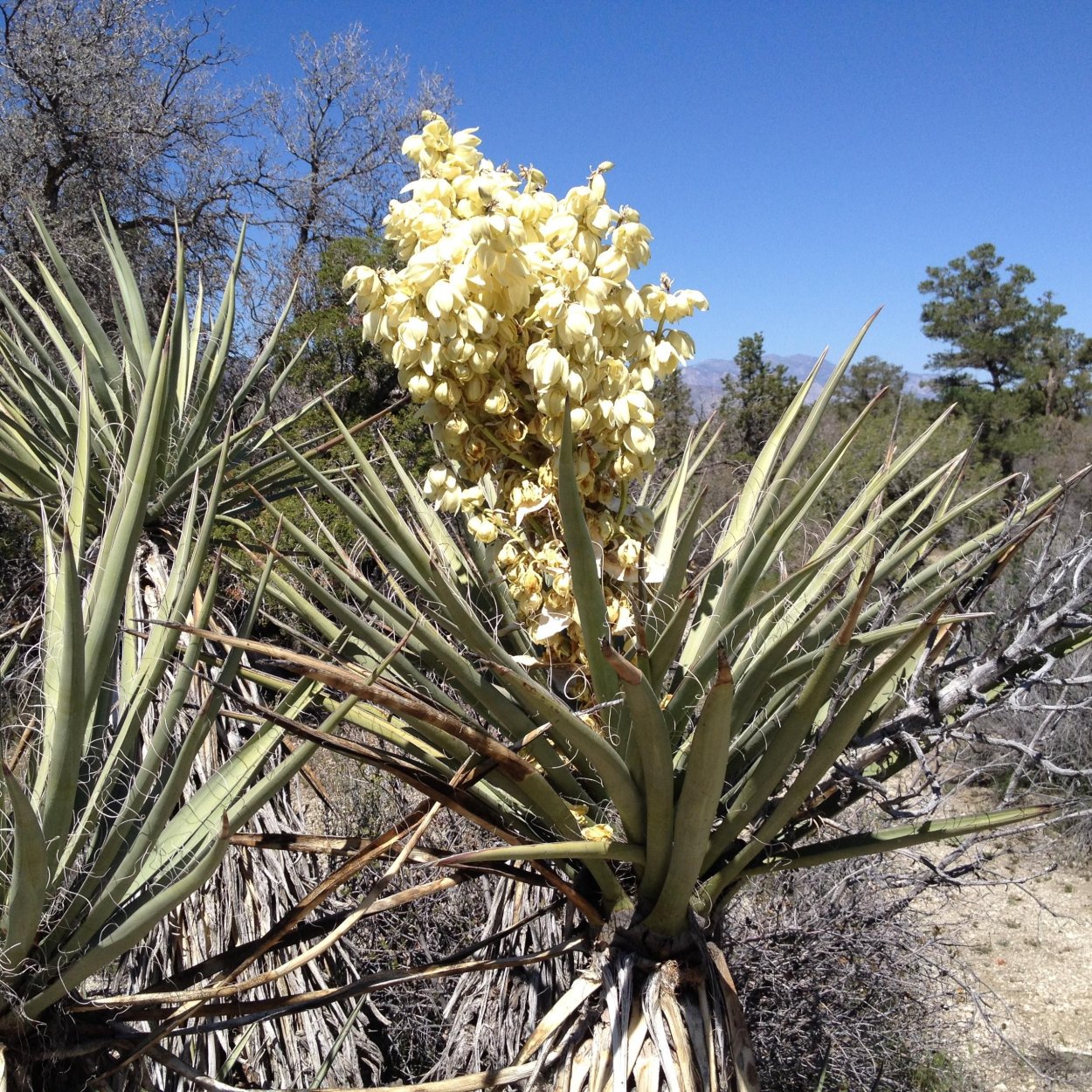 Пальма Юкка нитчатая