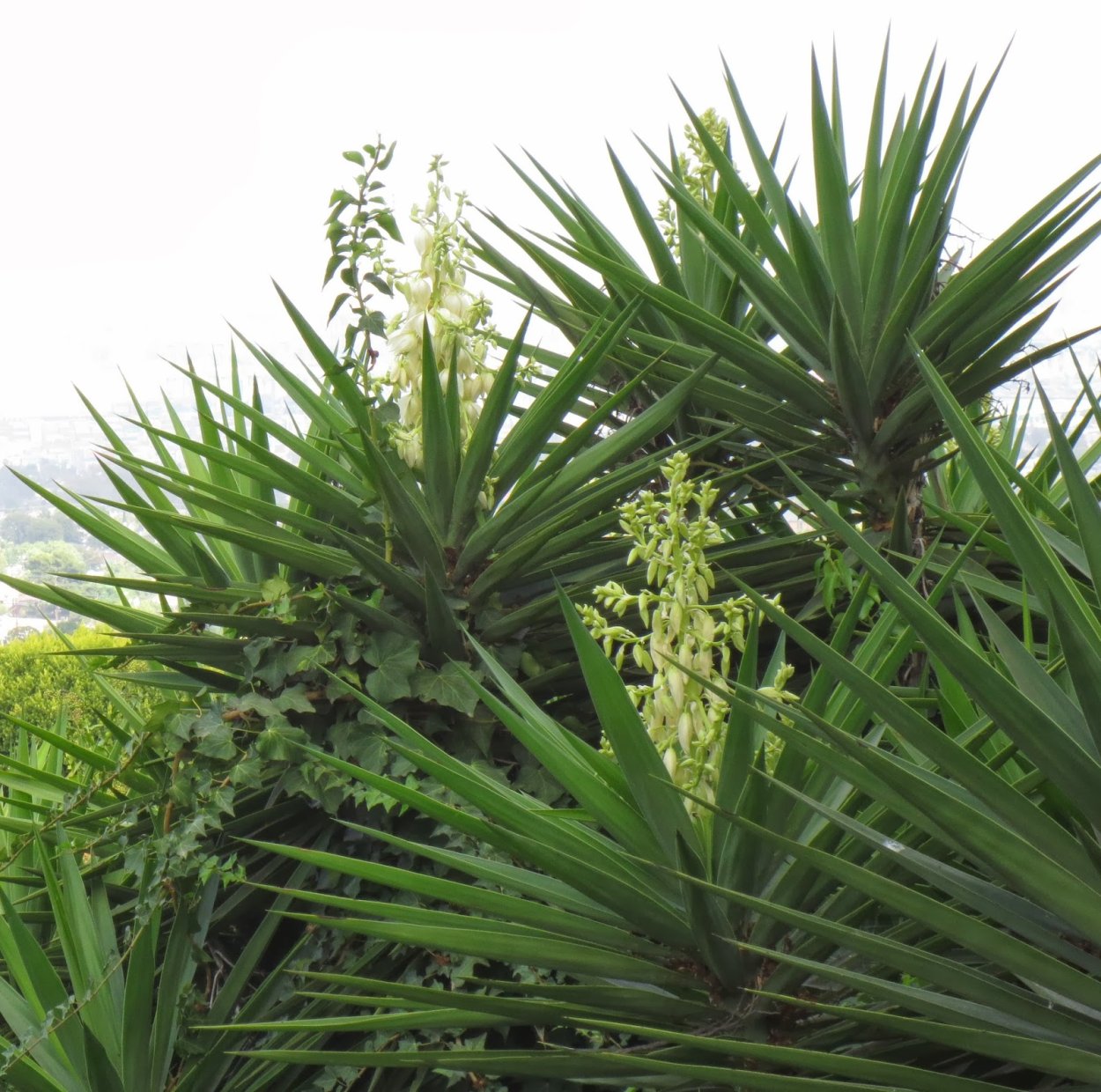 Юкка Джошуа дерево