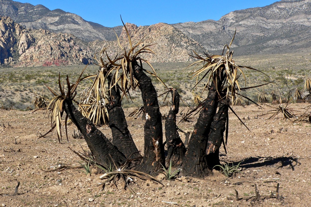 Юкка, Драцена Кордилина