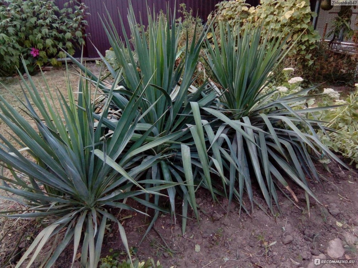 Юкка Драцена Пальма