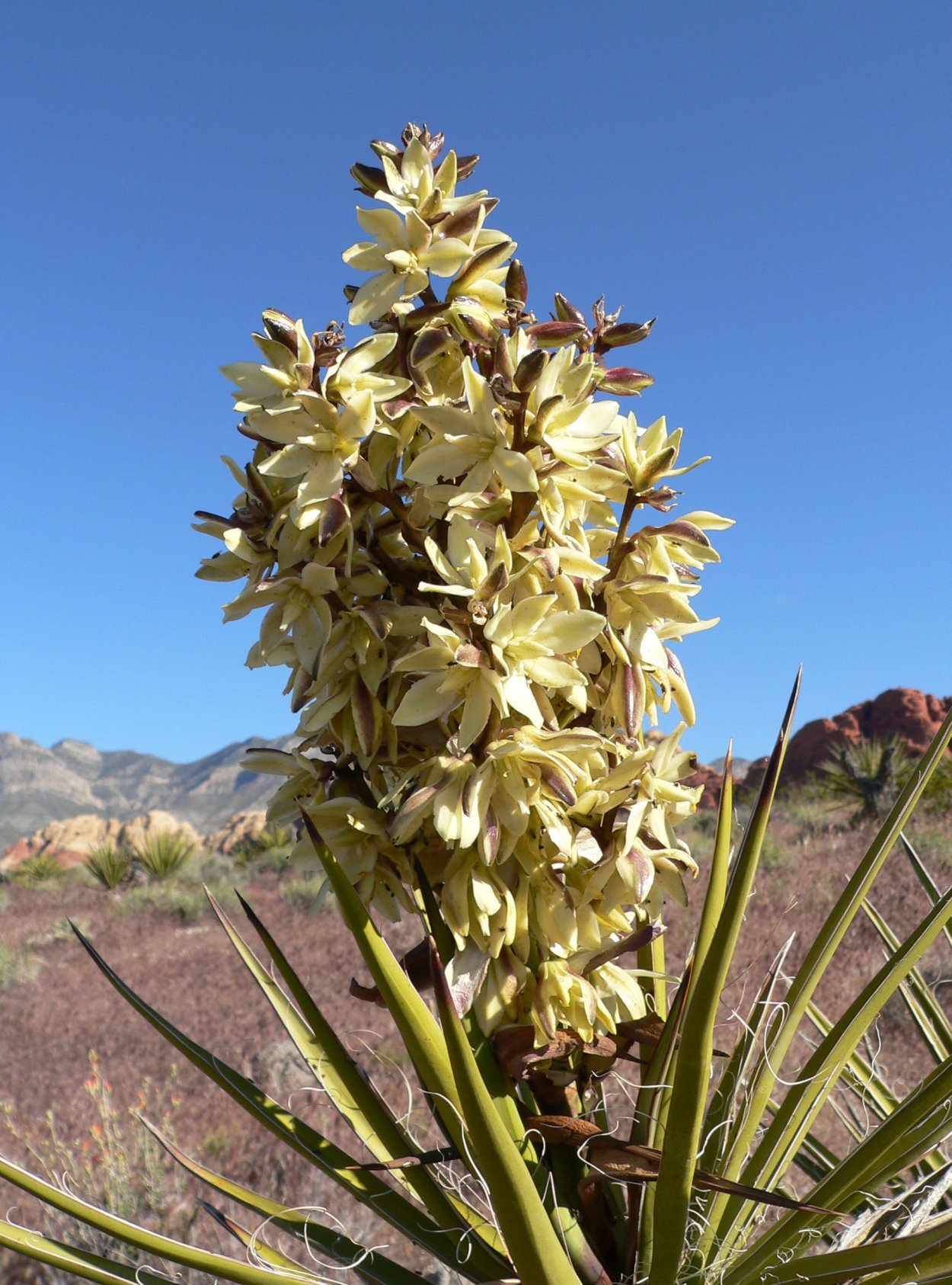 Юкка нитчатая