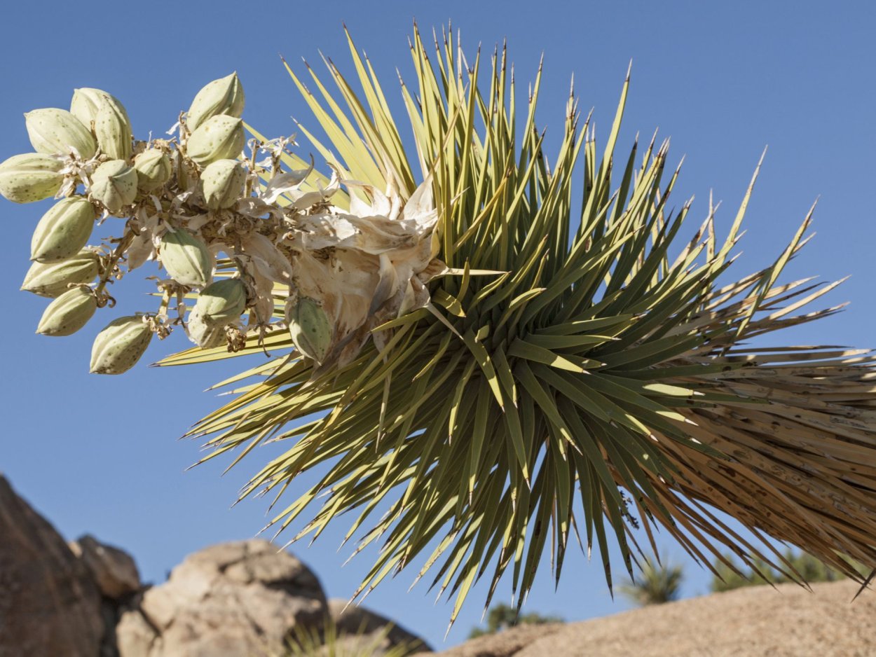 Юкка на белом фоне