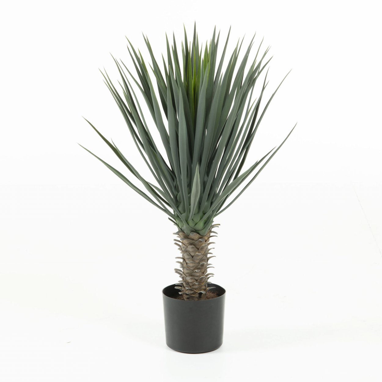 Юкка в Мексике