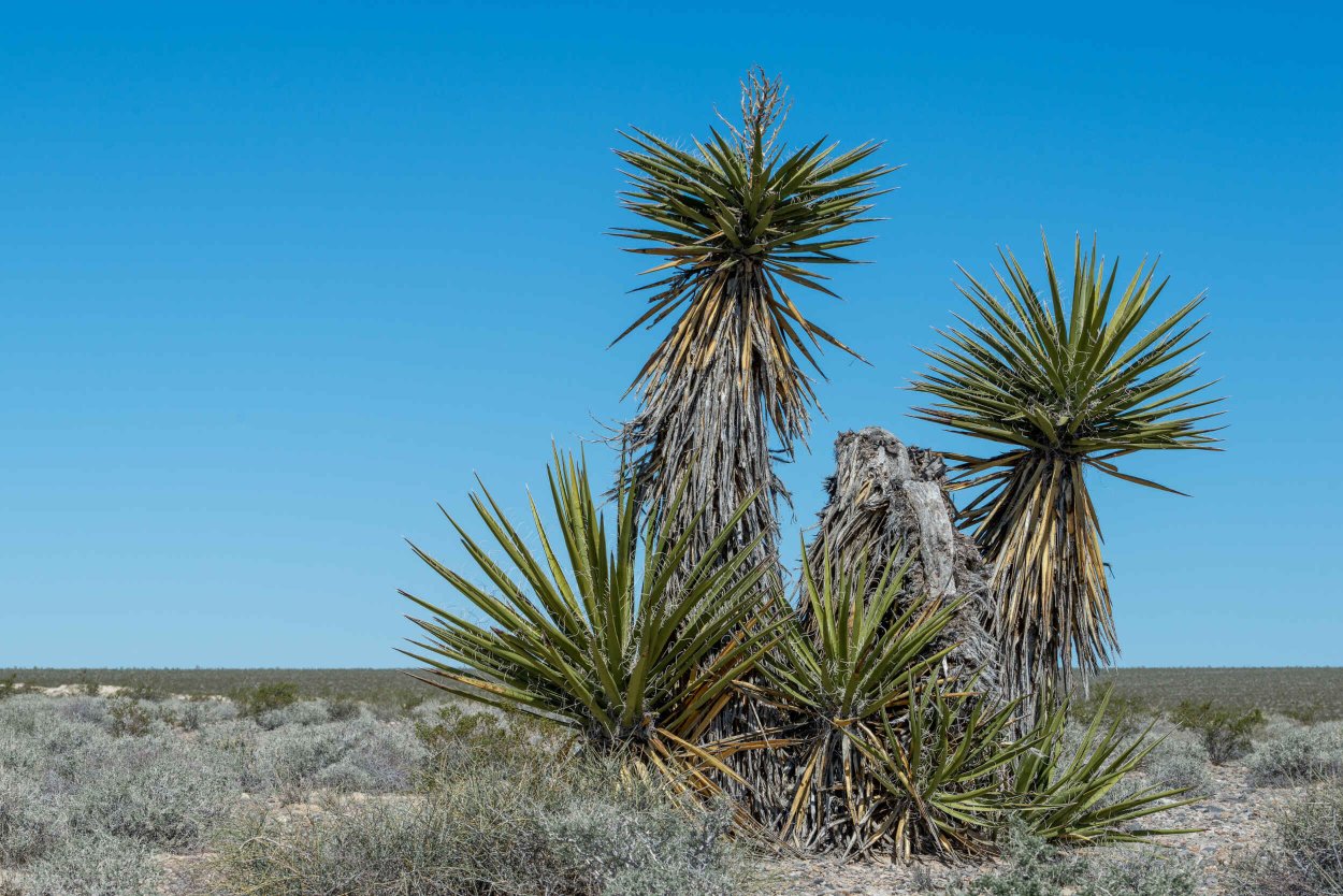 Yucca schidigera