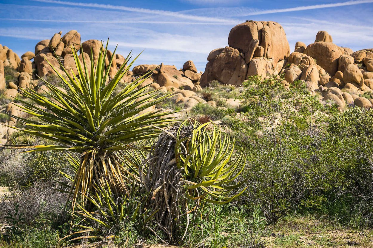 Цветок Юкка