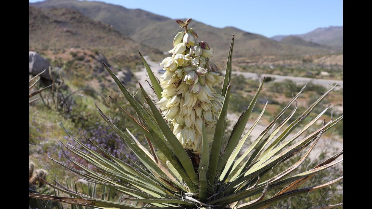 Куст Юкка на белом фоне