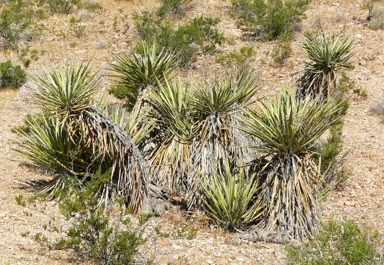 Юкка отвороченнолистная (Yucca recurvifolia)