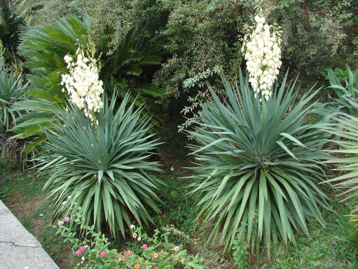 Юкка алоэлистная (Yucca aloifolia)