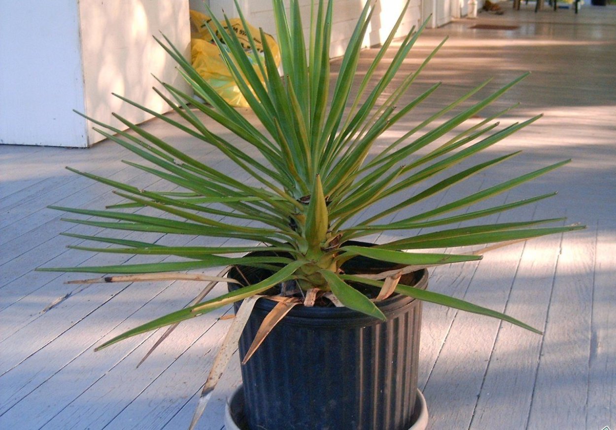 Голубая Агава в горшке