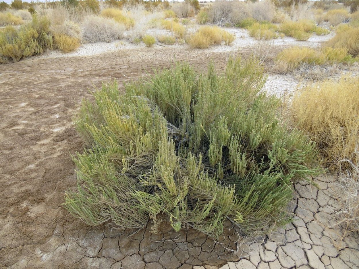 Солерос травянистый