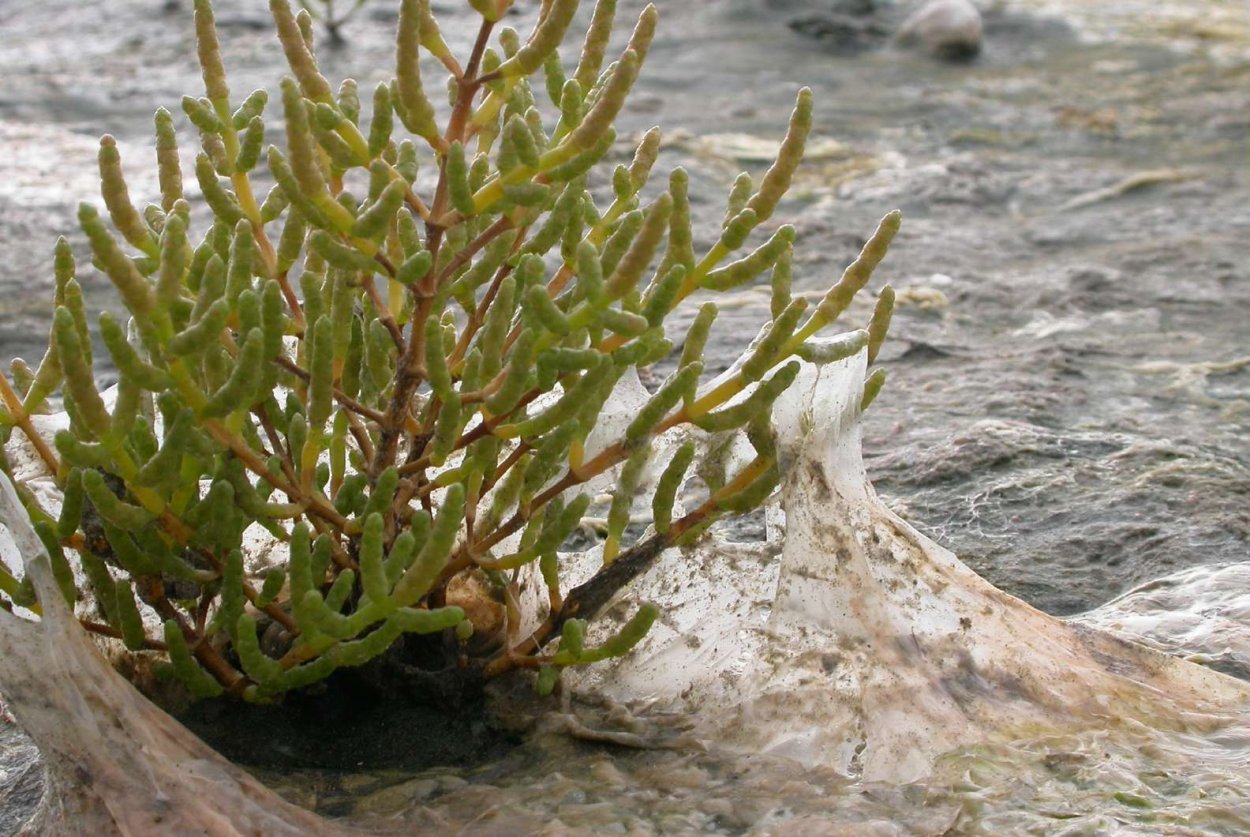 Сарсазан шишковатый