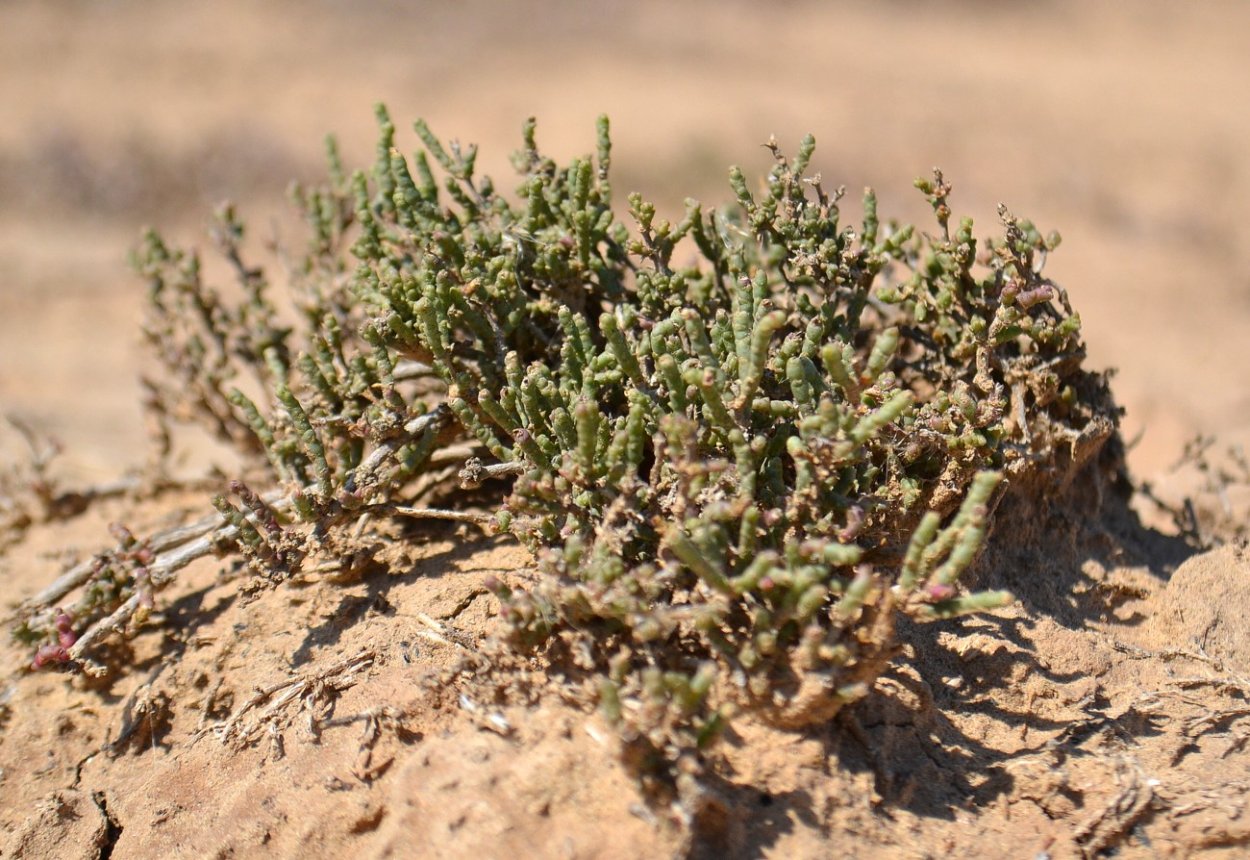 Halocnemum strobilaceum