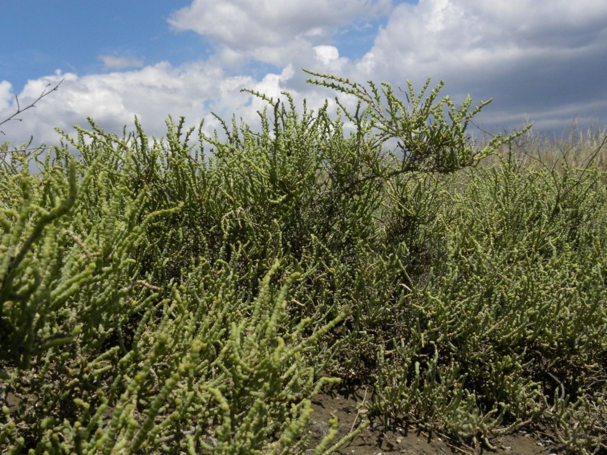 Сарсазан (Halocnemum strobilaceum)