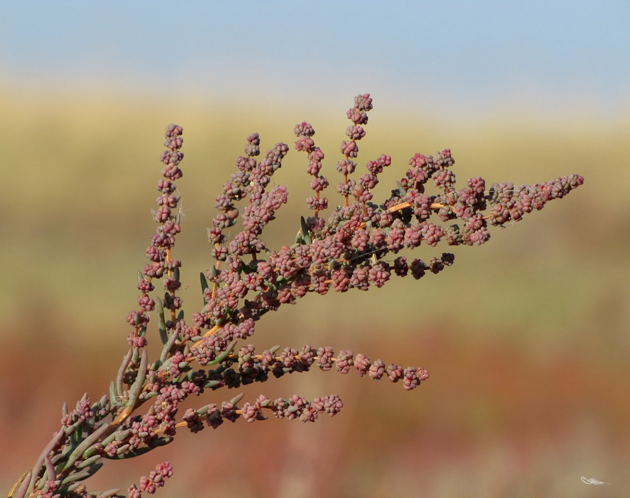 Halocnemum strobilaceum