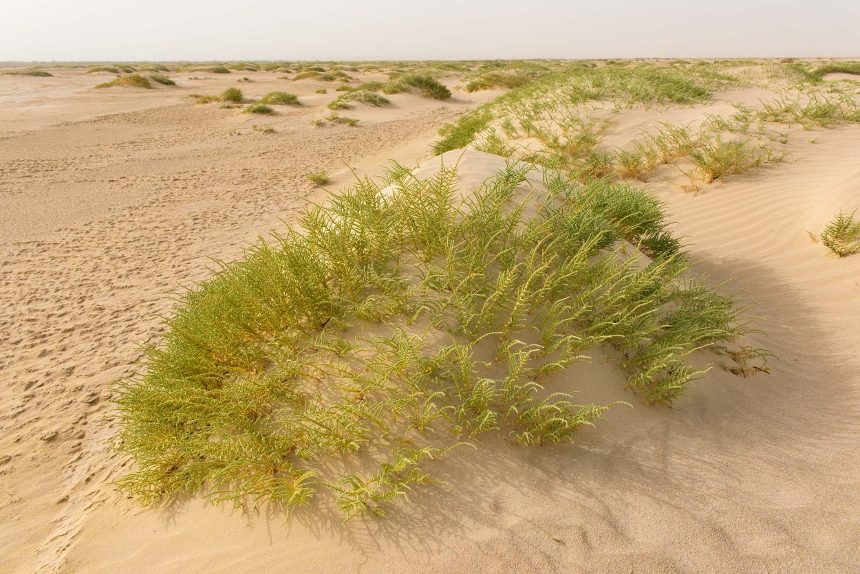 Солерос солончаковый