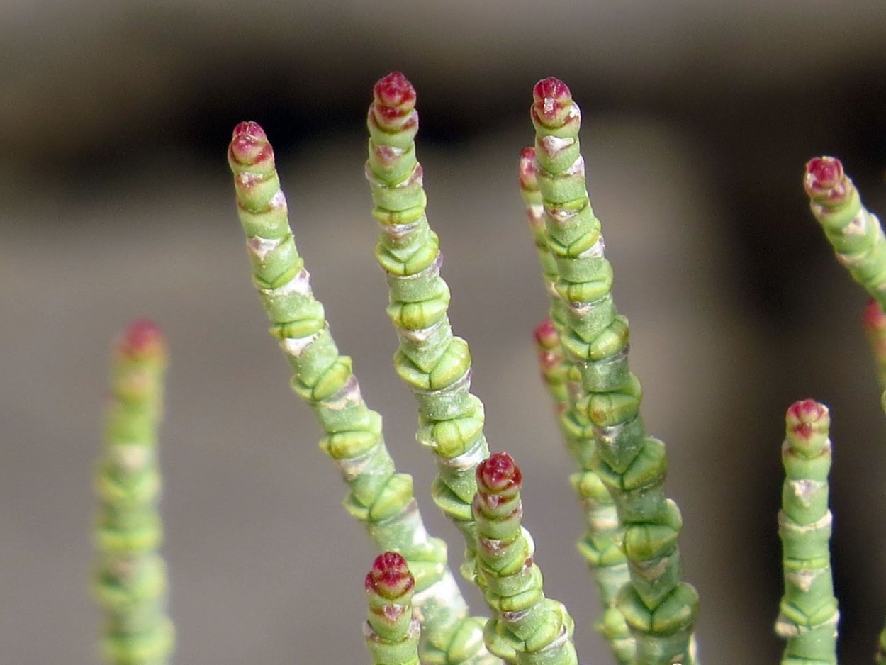 Солерос солончаковый