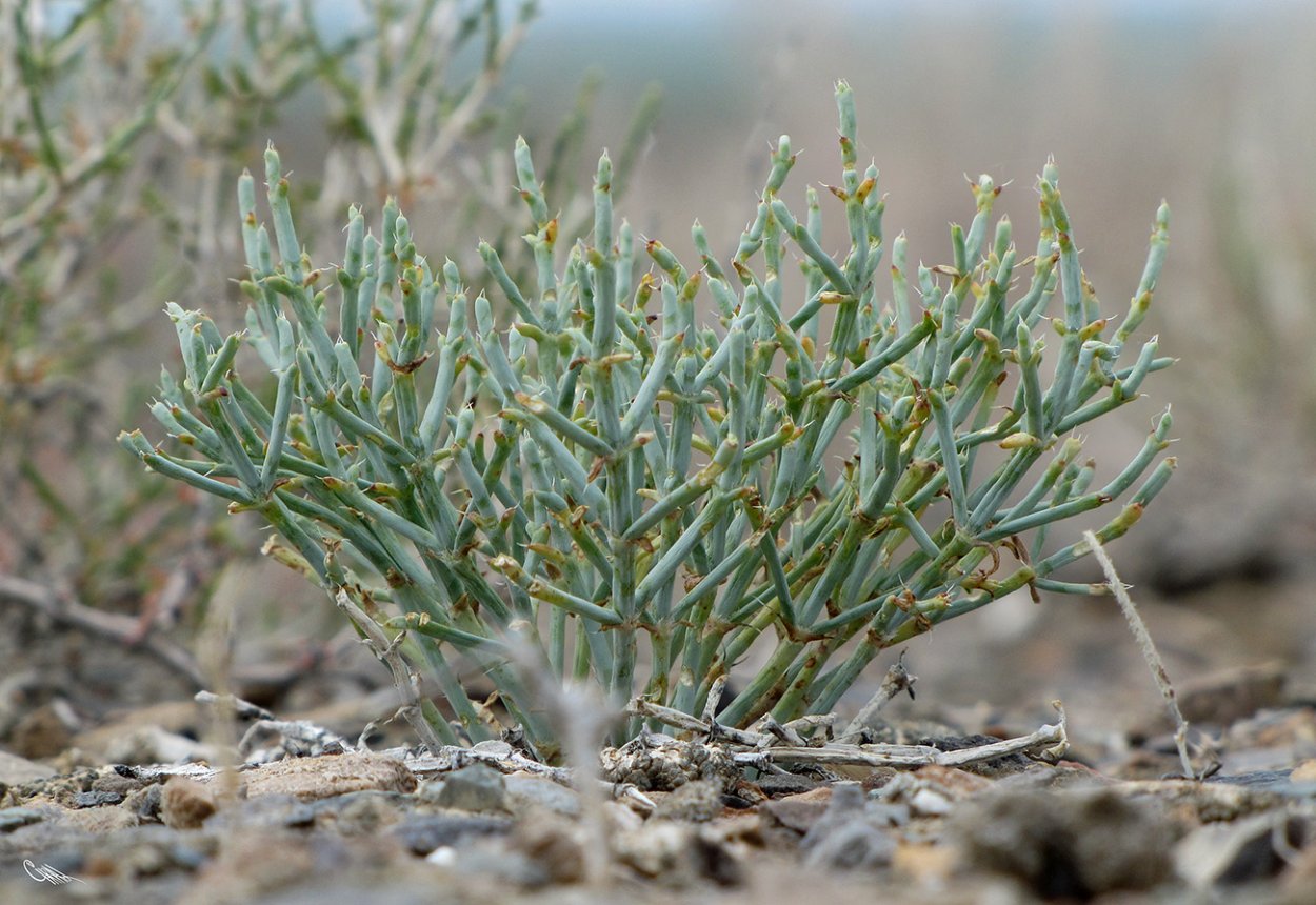 Солерос солончаковый