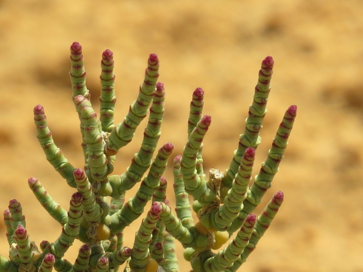Сарсазан (Halocnemum strobilaceum)