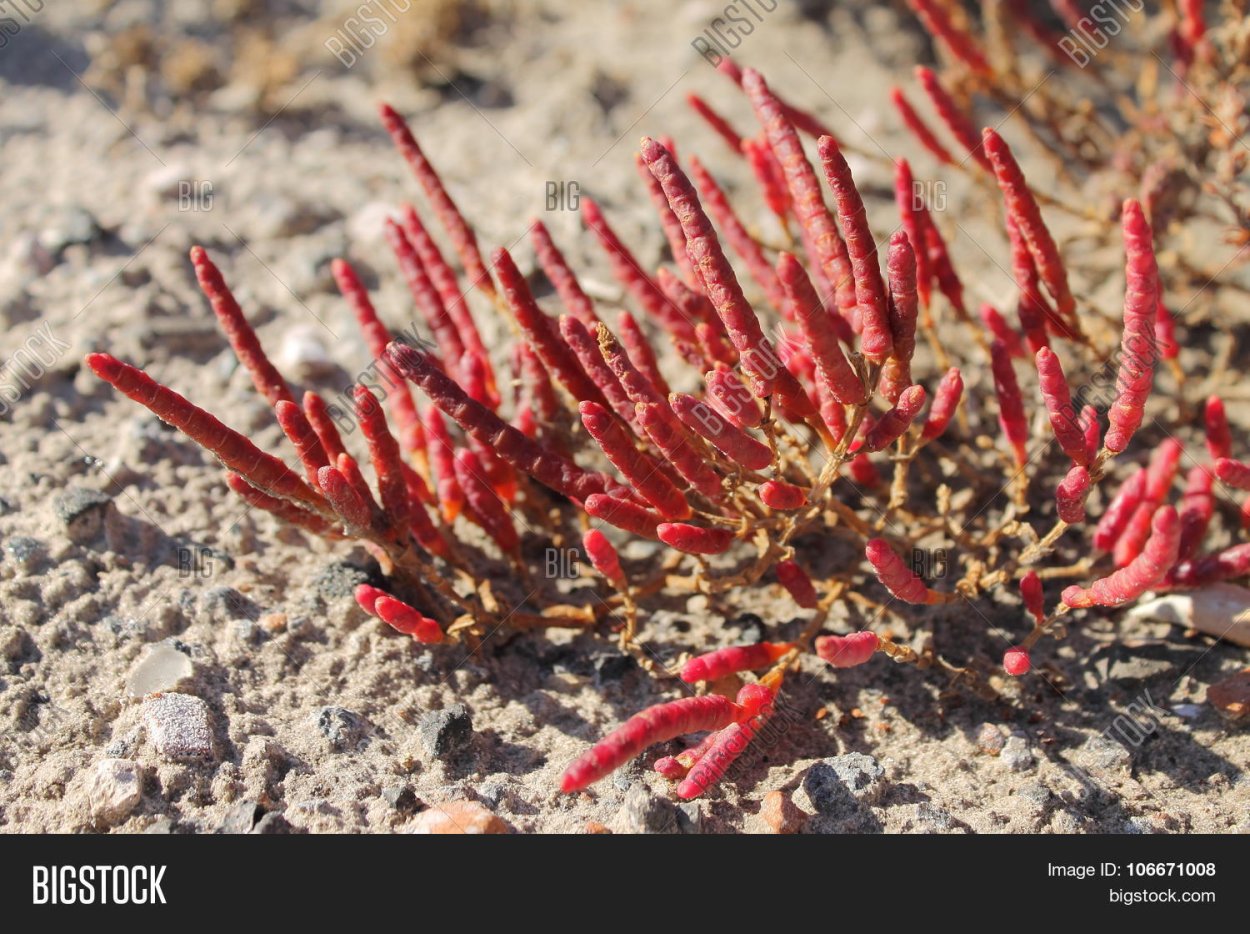 Солерос Европейский