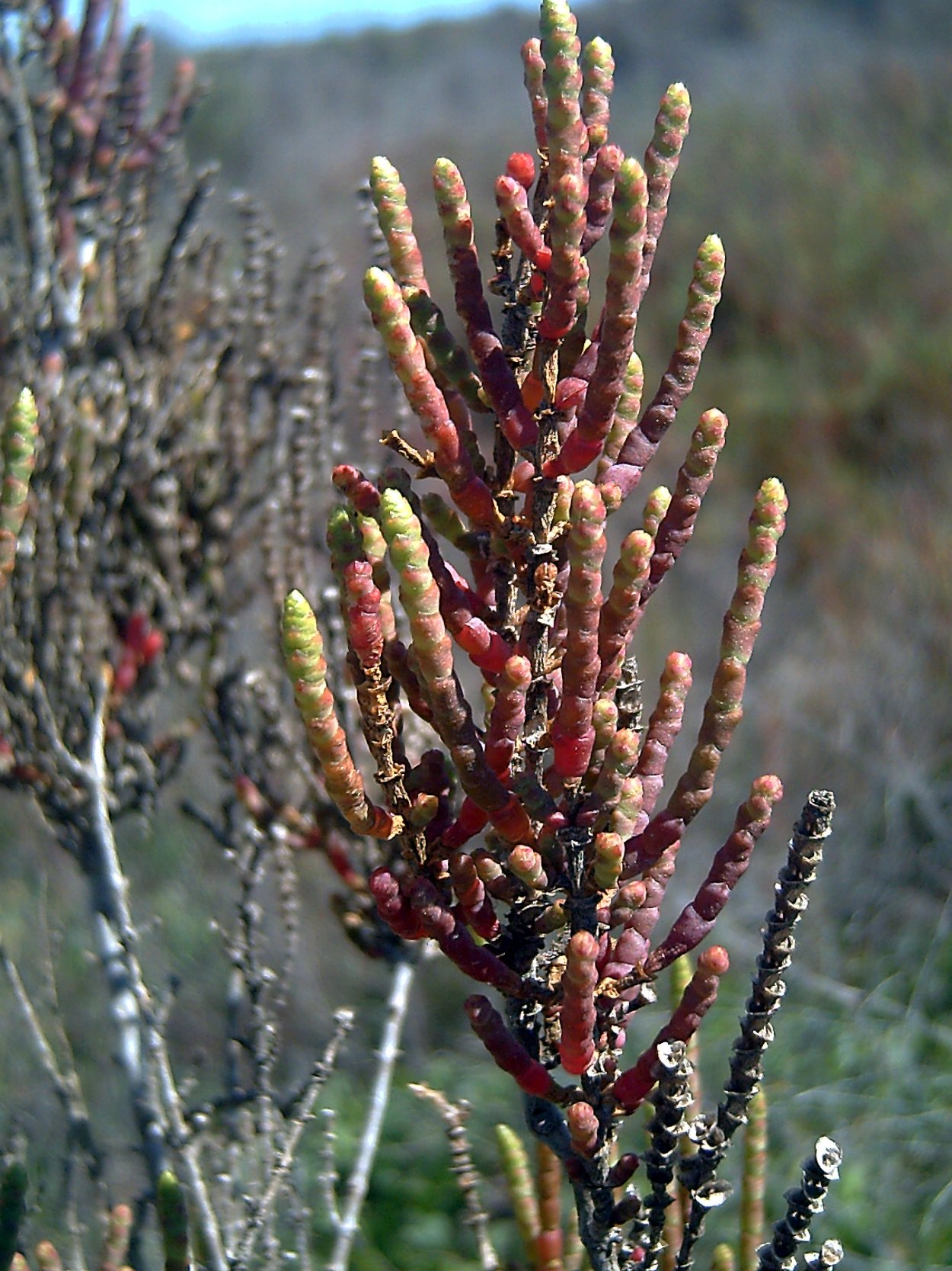 Красная книга Тувы растения