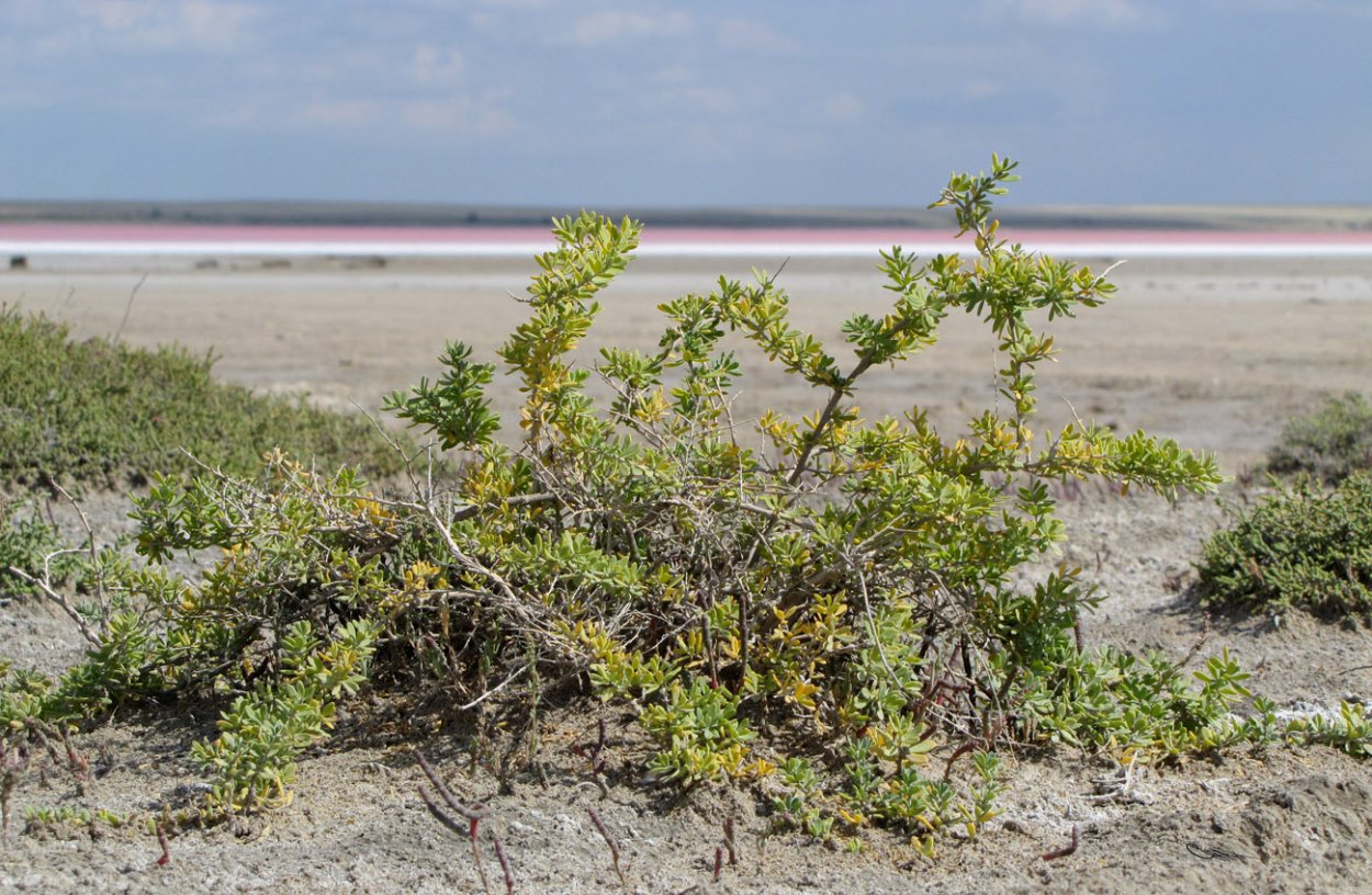 Halocnemum strobilaceum