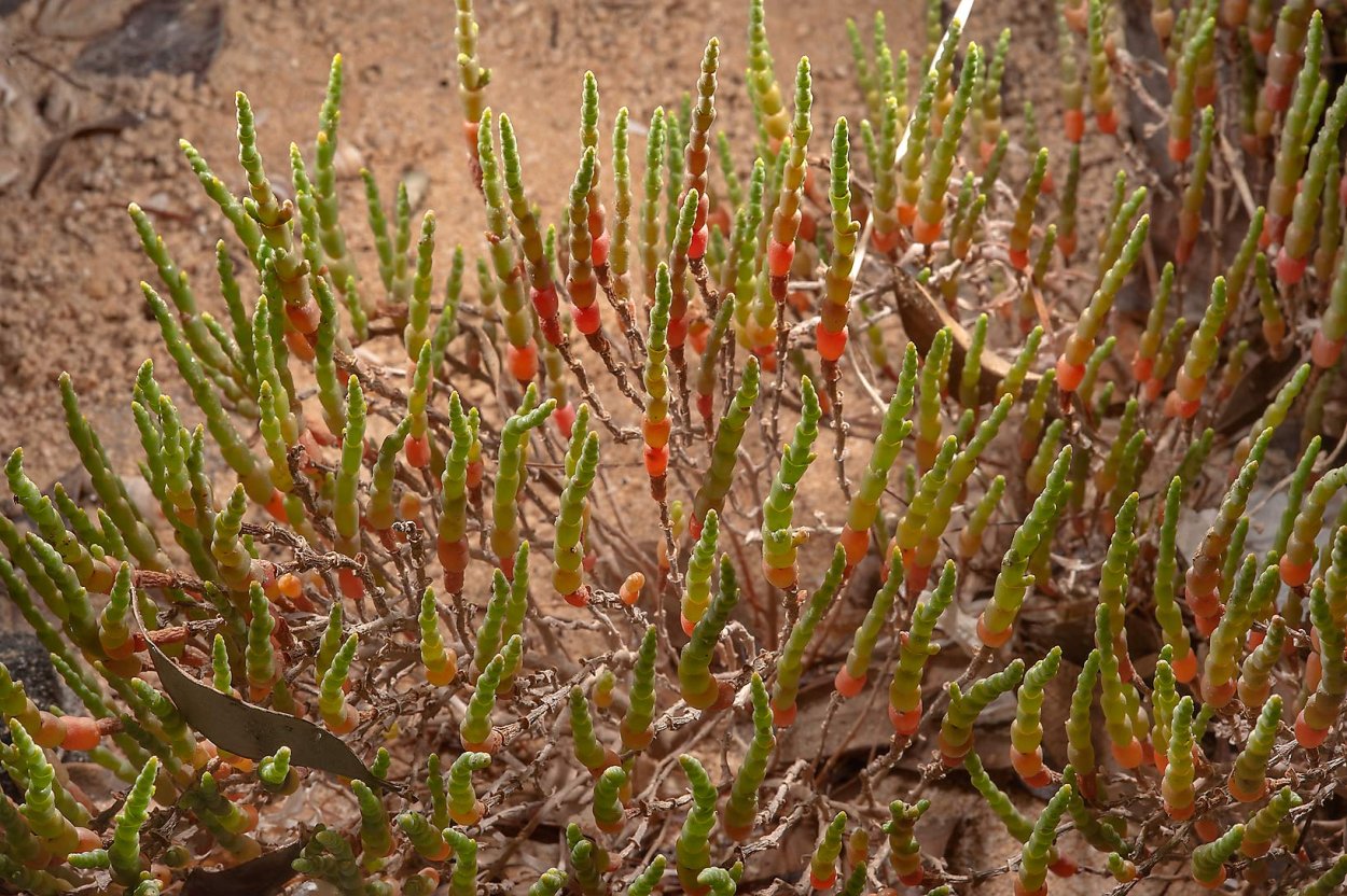 Ежовник Анабазис