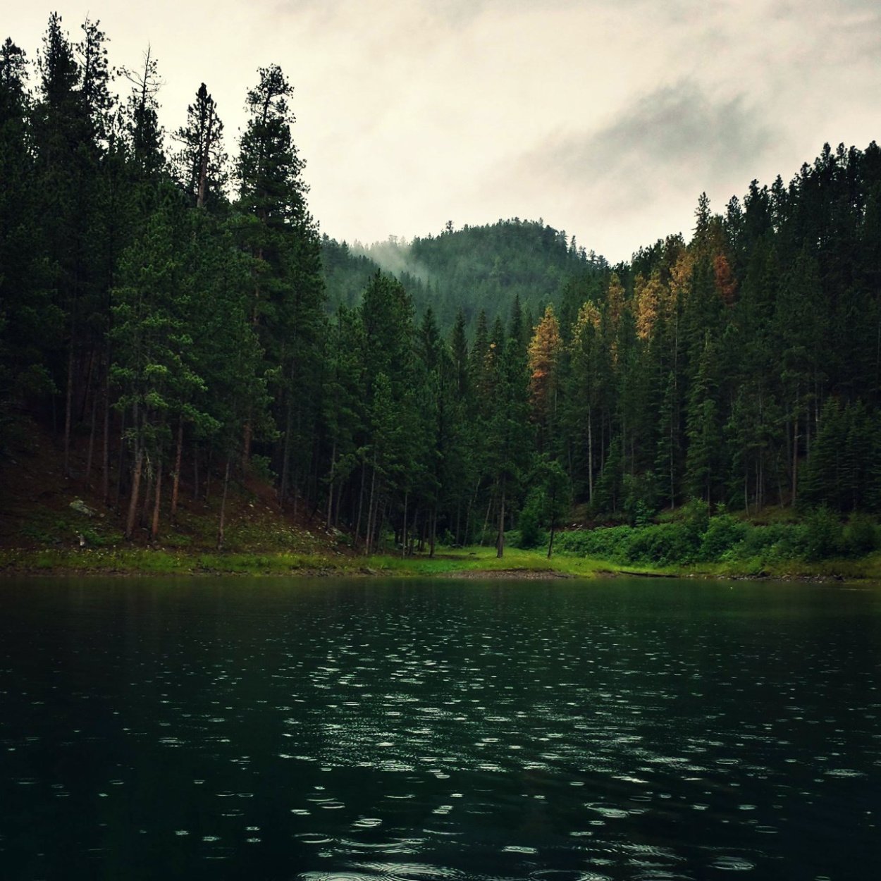 Лес вдалеке