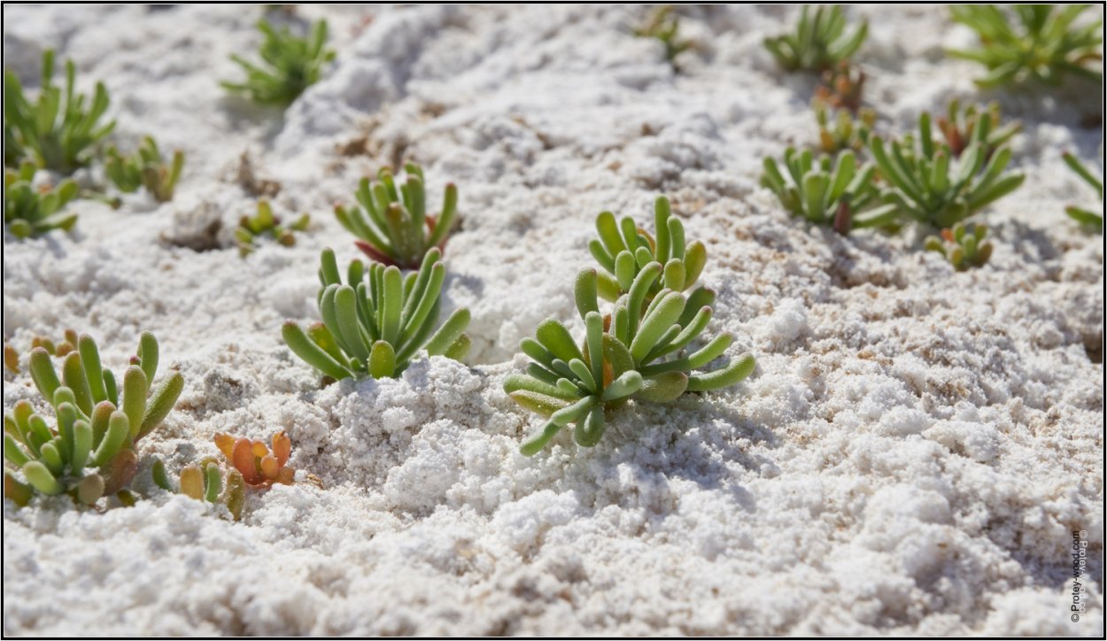Halocnemum strobilaceum