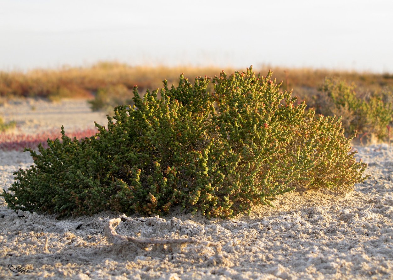 Солерос солончаковый