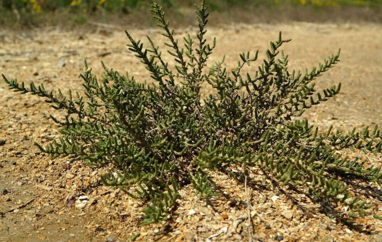 Halocnemum strobilaceum