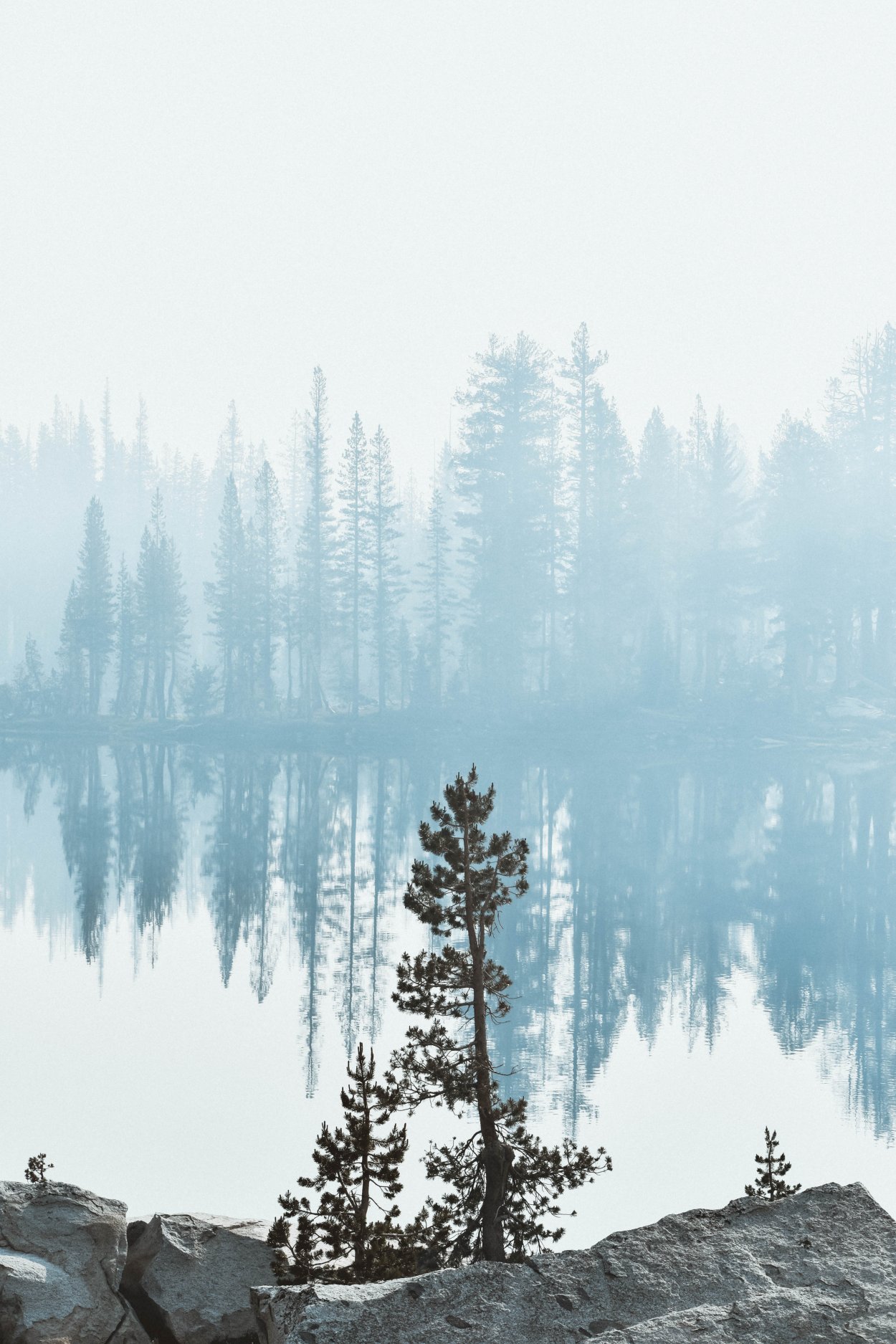 Лес Минимализм