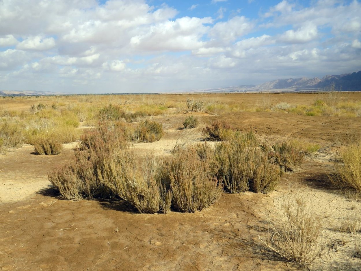 Сарсазан (Halocnemum strobilaceum)