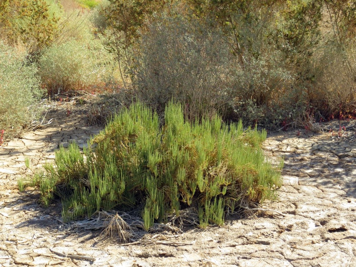 Тамарикс галофит