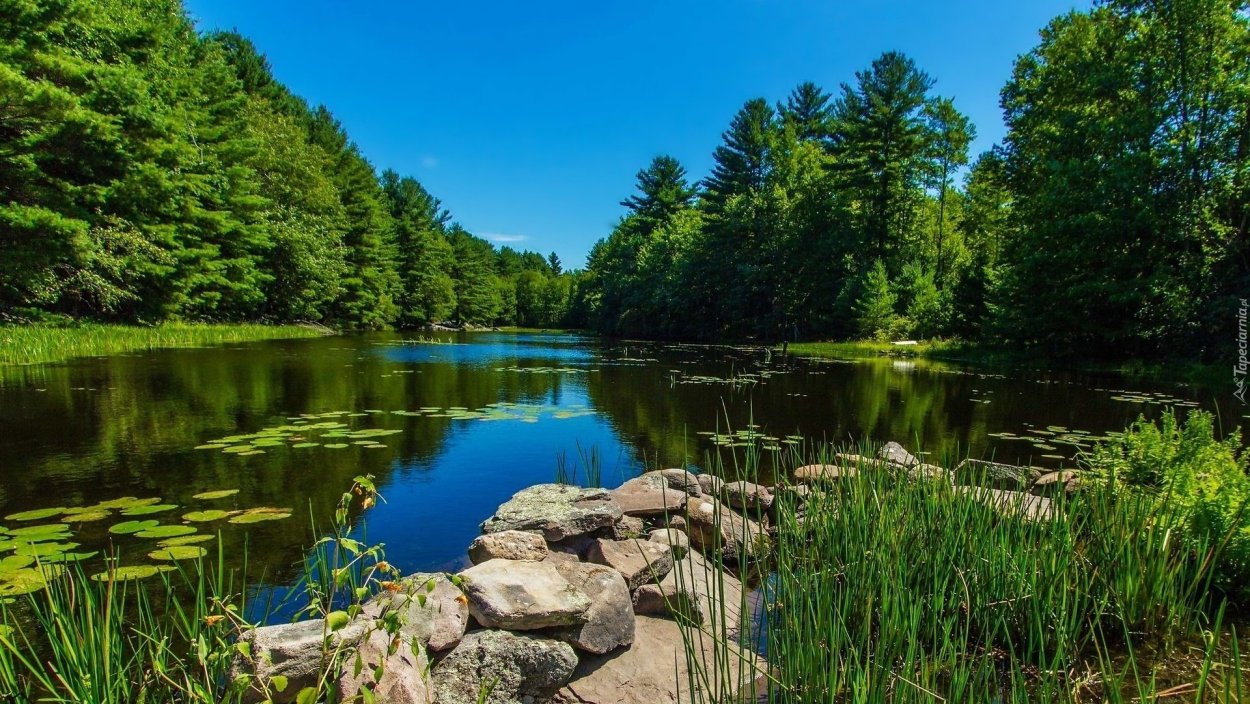 Лесное озеро Сестрорецк