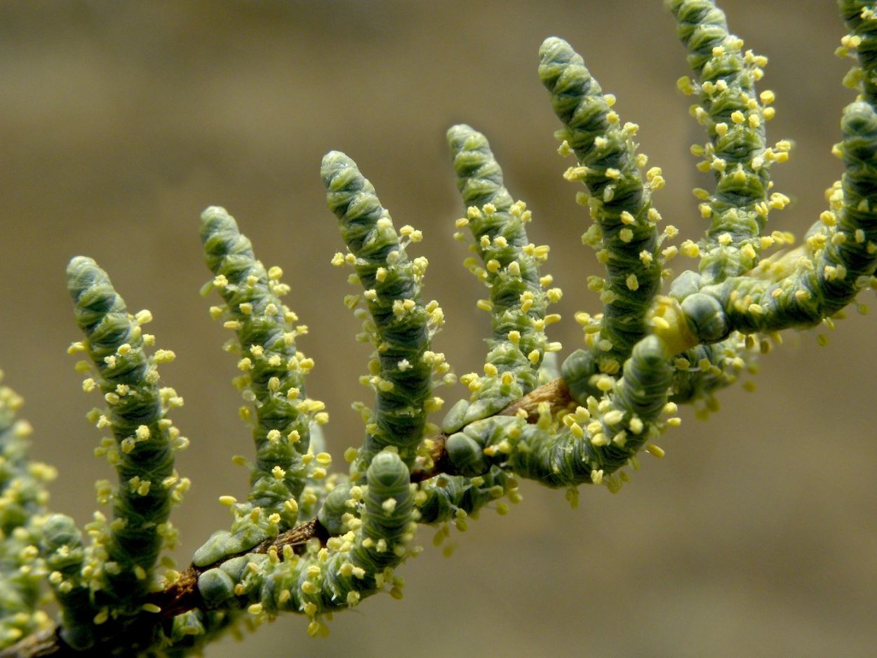 Тамарикс галофит