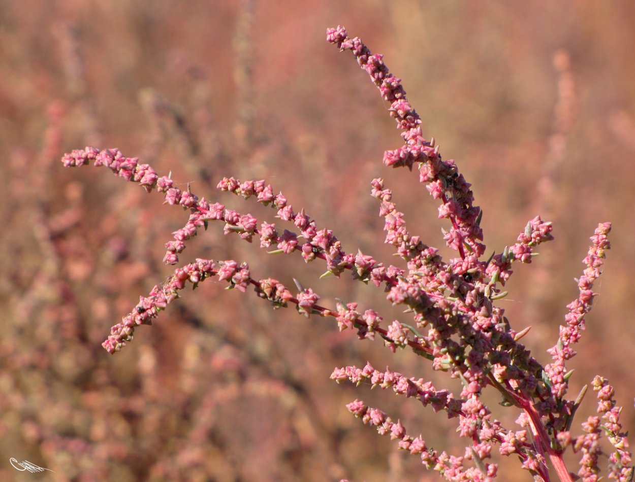 Nn-df383bzpe (инверторная)