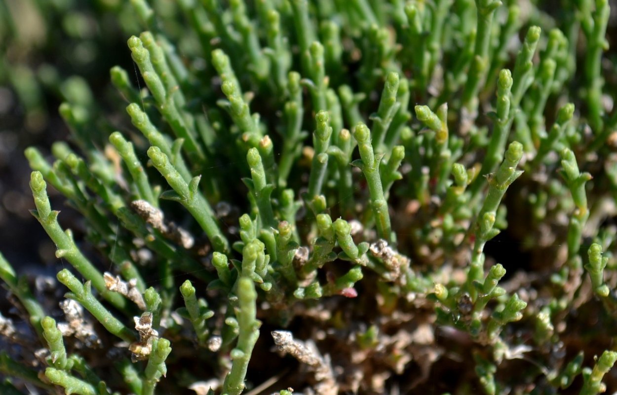 Ксерофиты и галофиты