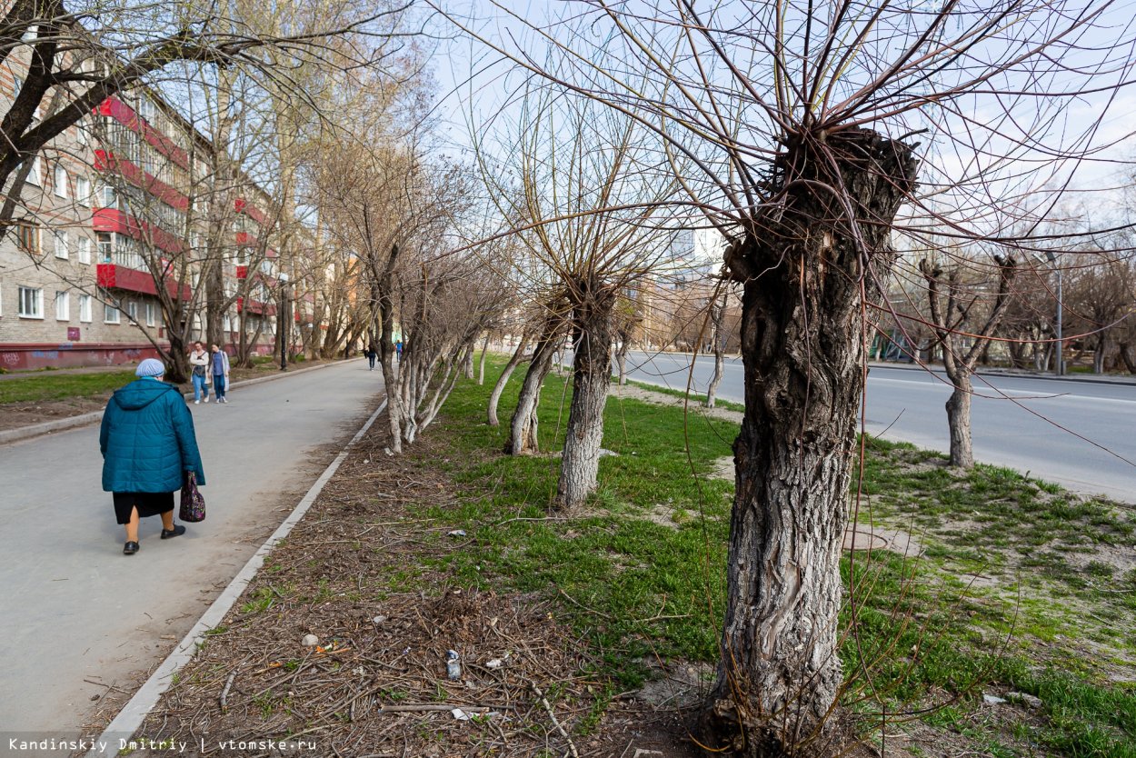 Тополь пирамидальный серебристый Коновалова
