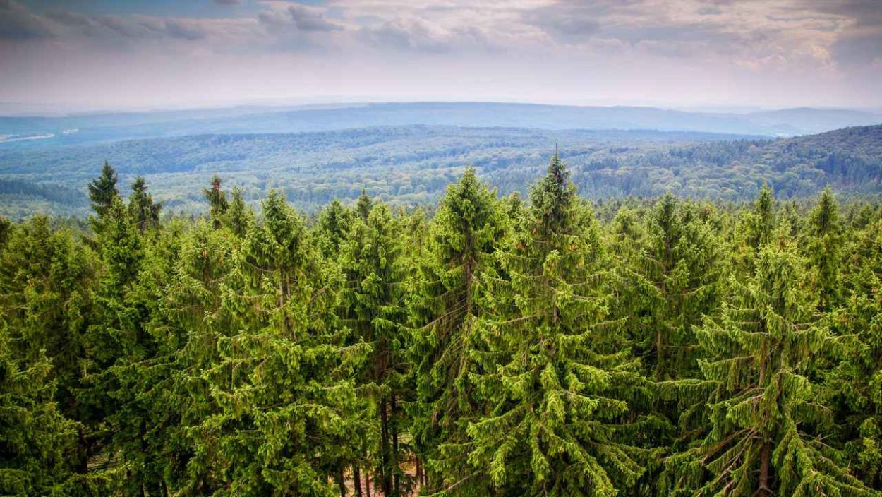 Территория опережающего развития Дальний Восток