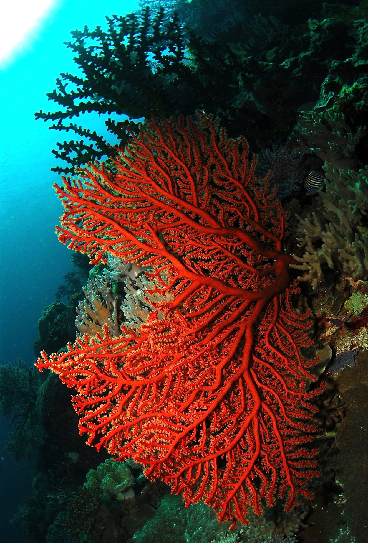 Горгонария аквариумная цветная