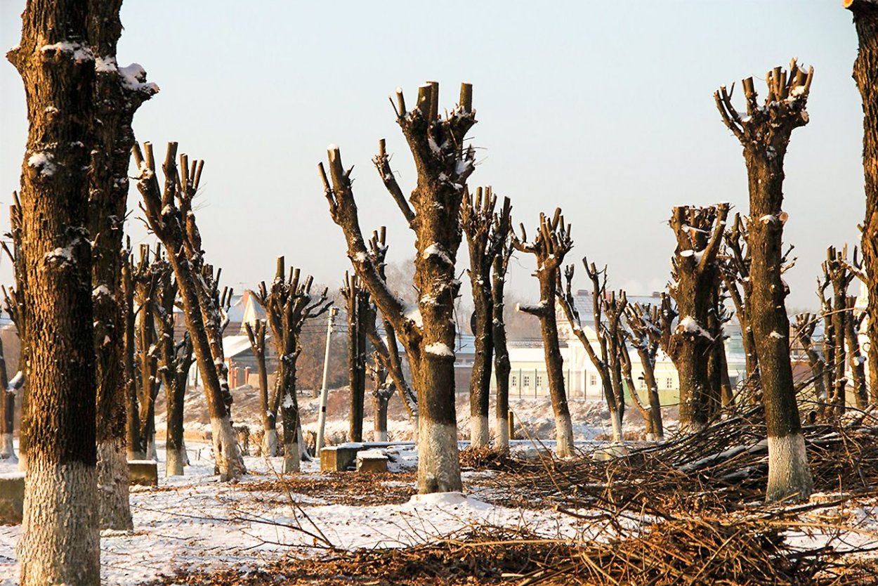 Тополь лавролистный дерево