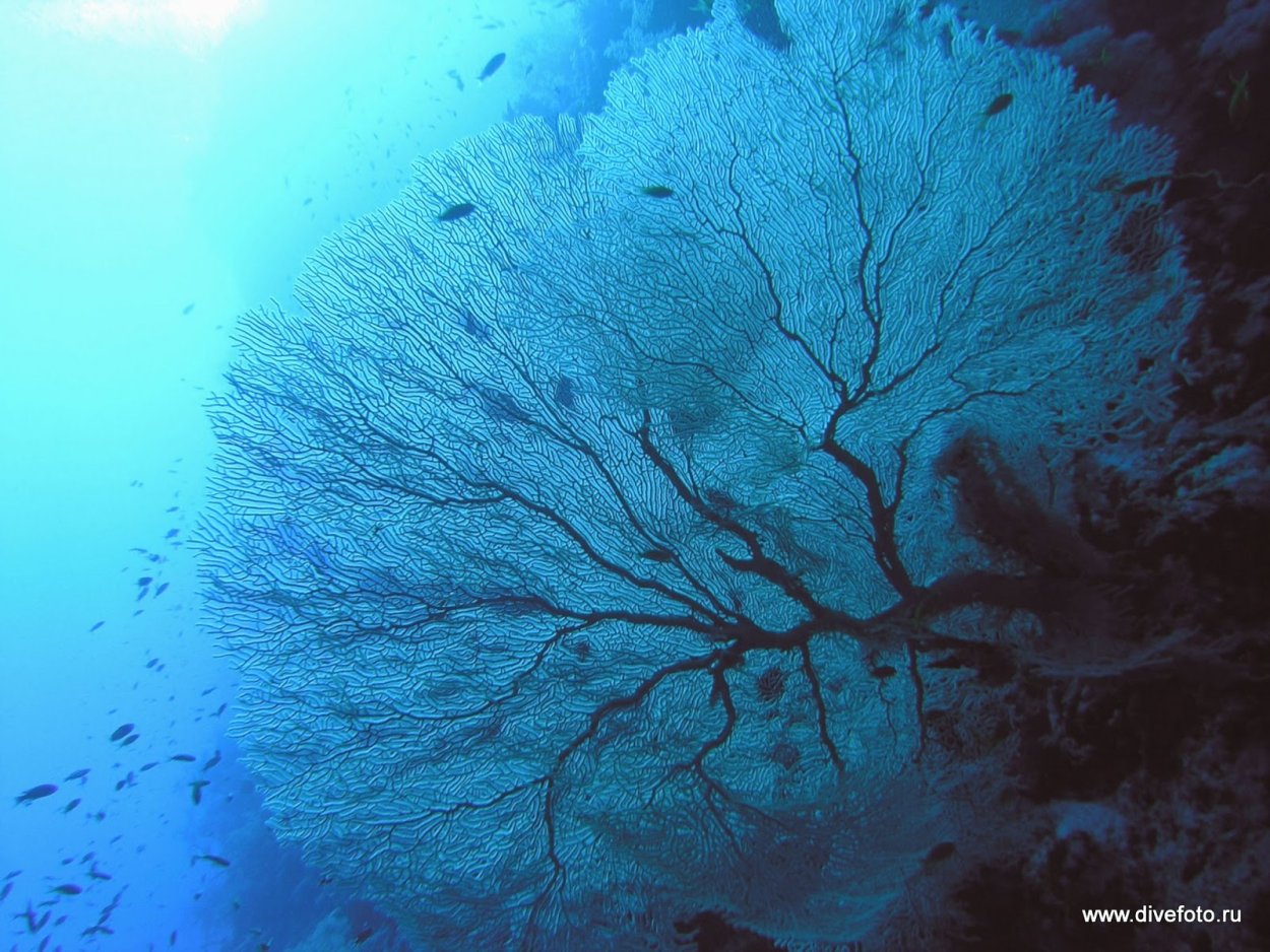 Мягкие кораллы