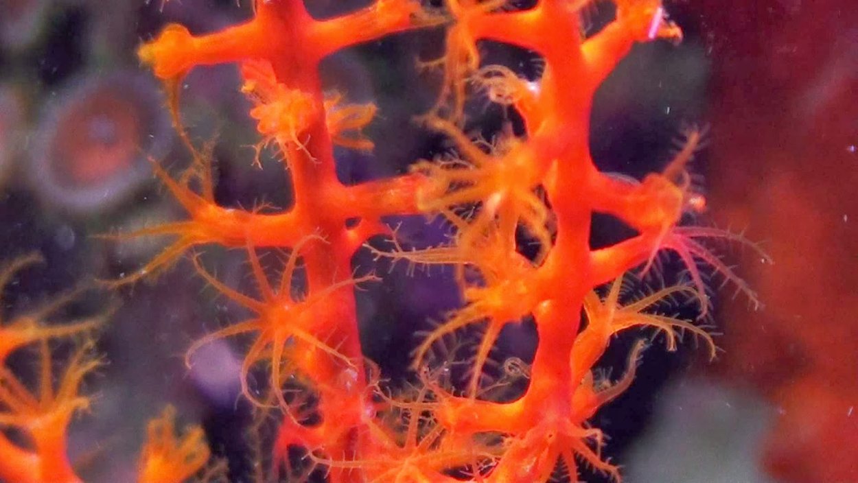 Горгонария коралл