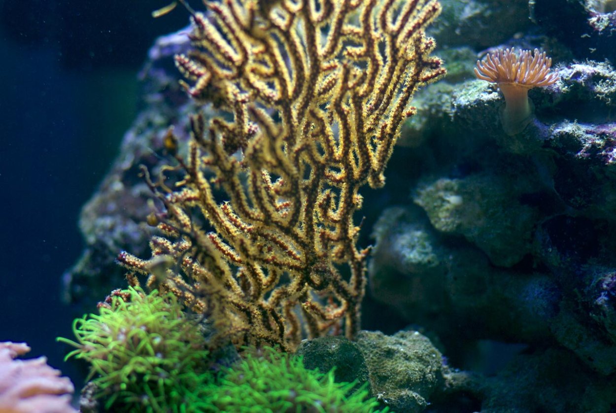 Коралловые полипы альционарии