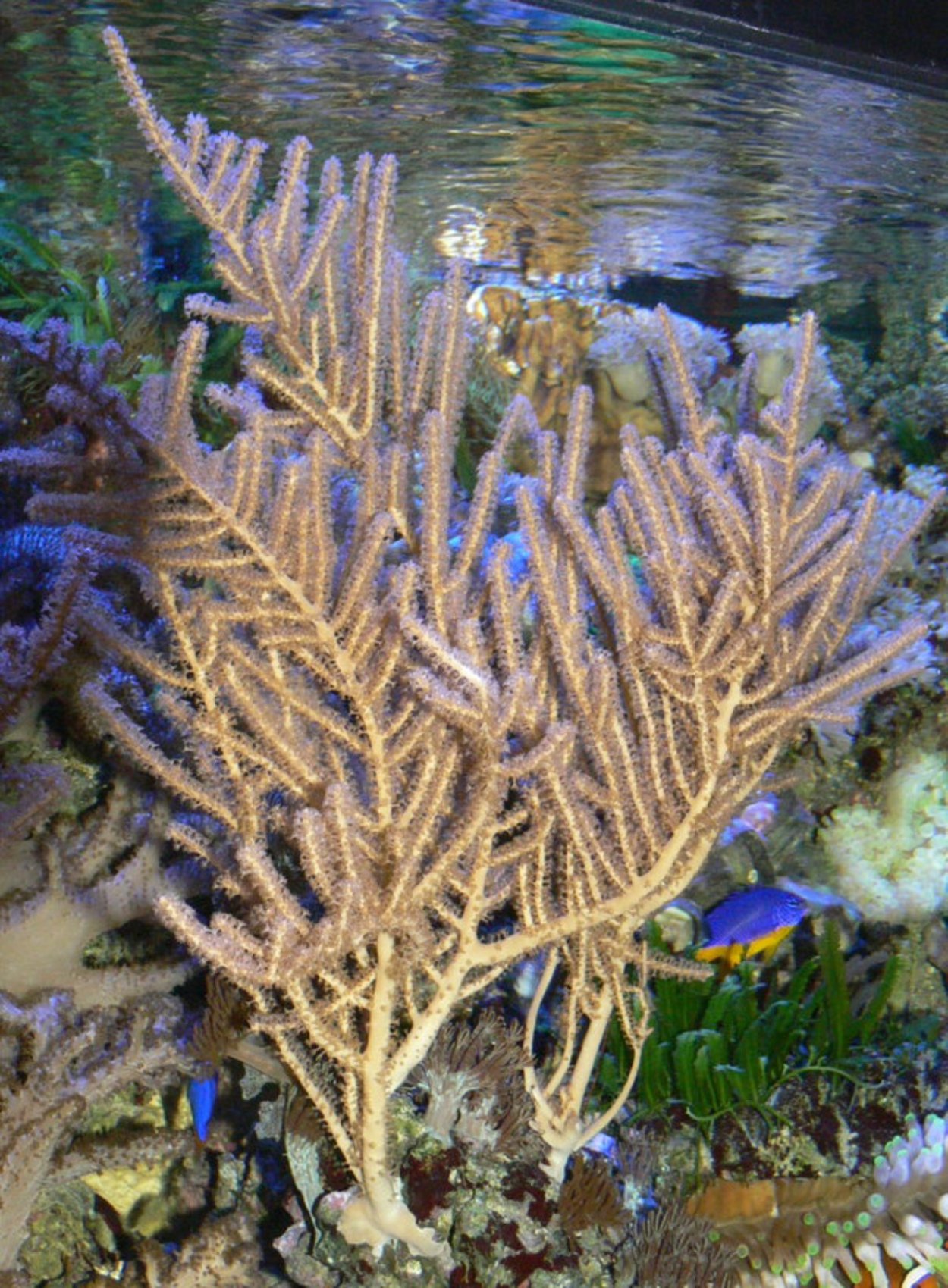 Горгонария коралл