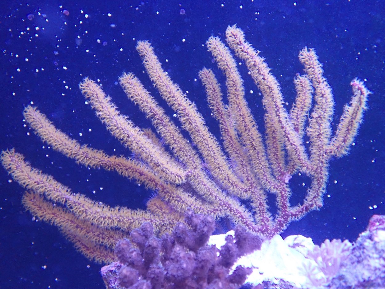 Веер Венеры коралл