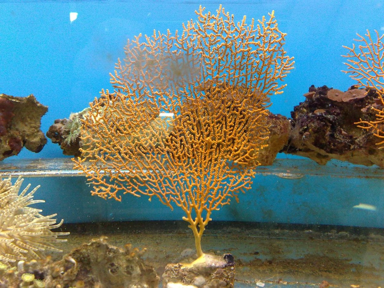 Кораллы без фона